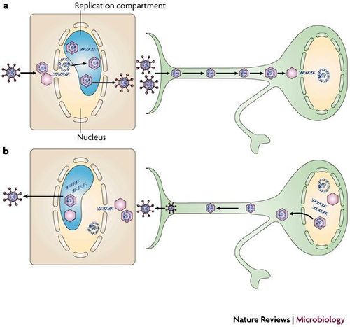 व्हायरल लेटन्सी म्हणजे काय?
