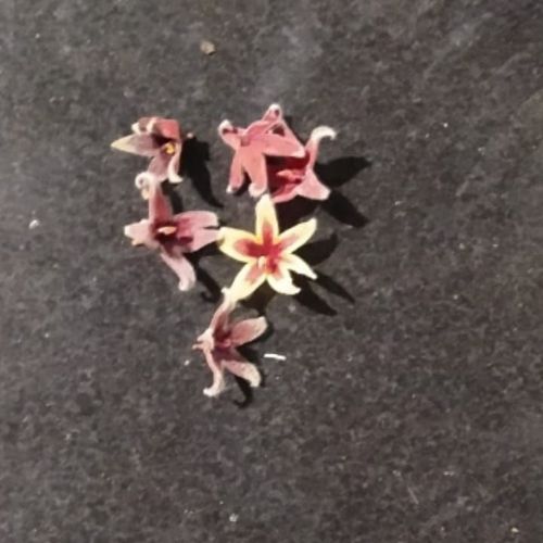 बोभाटाची बाग भाग-६ : या सुंदर फुलाला विष्ठेच्या देवतेचे फूल का म्हणतात ??