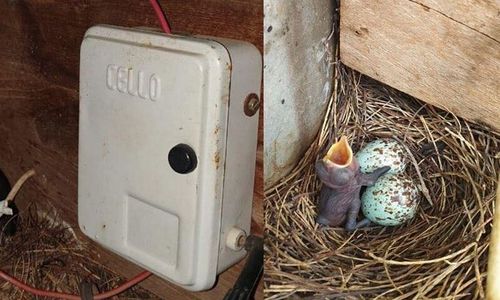 एका चिमणीसाठी भारतातलं एक गाव तब्बल ३६ दिवस अंधारात राहिलं!!