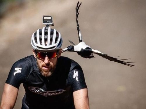 ९. तुझा कान खाऊ ?