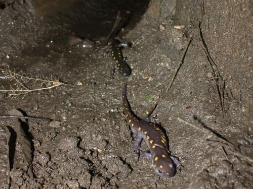 १३. न्यू इंग्लंड, अमेरिका