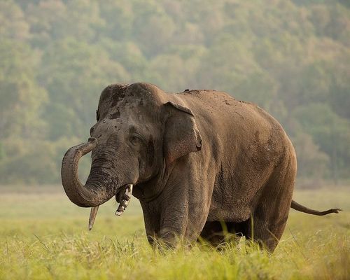 ९) Asian elephant (आशियायी हत्ती ) :-