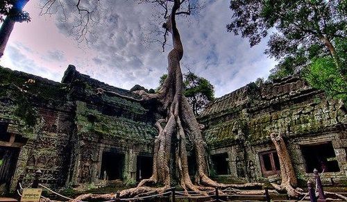 ४) ता प्रोह्म ट्री, कंबोडिया –