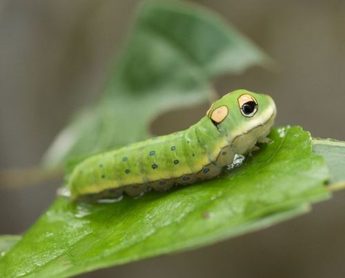 १. हा किडा हसतोय का?