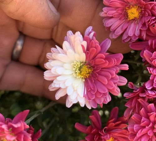 २. दोन फुलांचा नैसर्गिक संकर