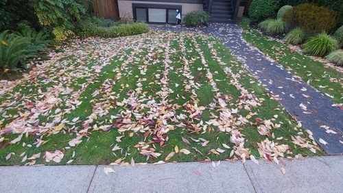 ७. हा पाचोळा चक्क एका ओळीत जमा झालाय