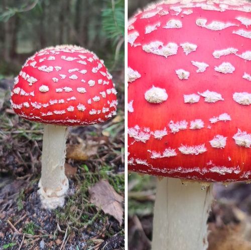 ९. परफेक्ट आकारातला रंगीबेरंगी मशरूम