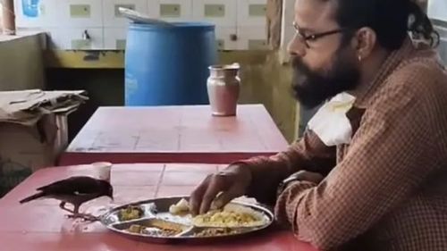 माणूस आणि पक्षी एकाच ताटात जेवतायत....ह्या दुर्मिळ क्षणाचा व्हिडीओ तर पाहायलाच हवा!!