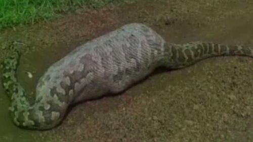 ओळखा पाहू या अजगराच्या पोटात काय आहे? 