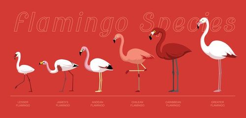 ५. फ्लेमिंगोच्या सहा प्रजाती आहेत.
