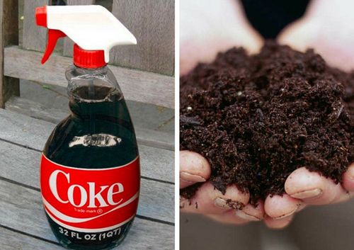 ३२. अझालिया आणि गार्डनीया कुळातील वनस्पतींना फुले भरपूर येण्यासाठी कोक खत म्हणून मातीत मिसळतात.