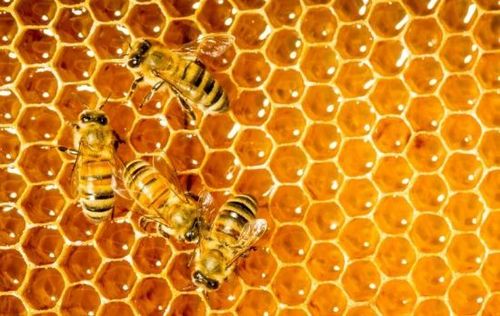 बहुगुणी मध- जाणून घ्या आयुर्वेद काय म्हणतो..