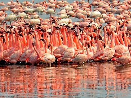 स्थलांतरीत फ्लेमिंगोंचे थवे मुंबई-नव्या मुंबईत आले आहेत, तुम्ही पाहायला गेलात की नाही?