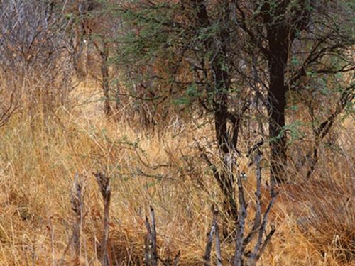 चला मित्रांनो, आपण लपलेलं हरीण शोधूया..