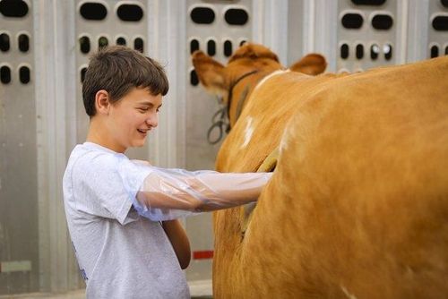 'कॅन्यूलेटेड काऊ' : दुग्धोत्पादन वाढावे म्हणून केलेला हा उपाय अघोरी आणि अमानवी  म्हणायचा का ? 