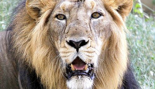 बा अदब! बा मुलाहिजा! होशीयार!! वनराज सिंह आणि कुटुंब रस्ता पार करत आहेत!!